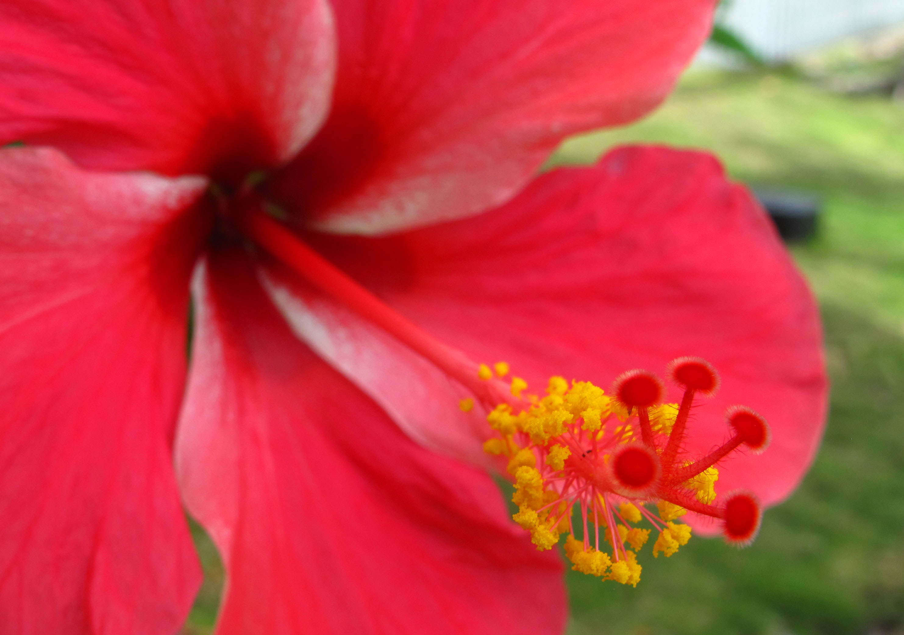 Hibiscus Flower and Losing Weight