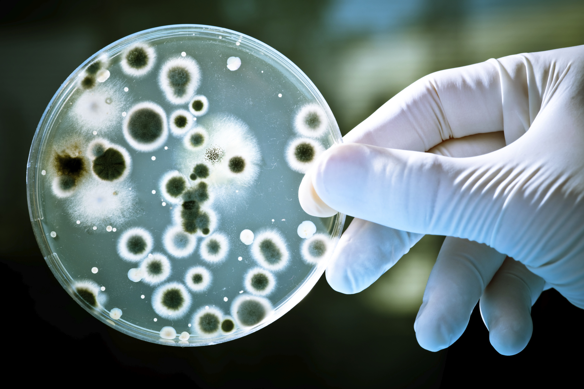 Pengaruh Bakteri Baik Terhadap Penuaan