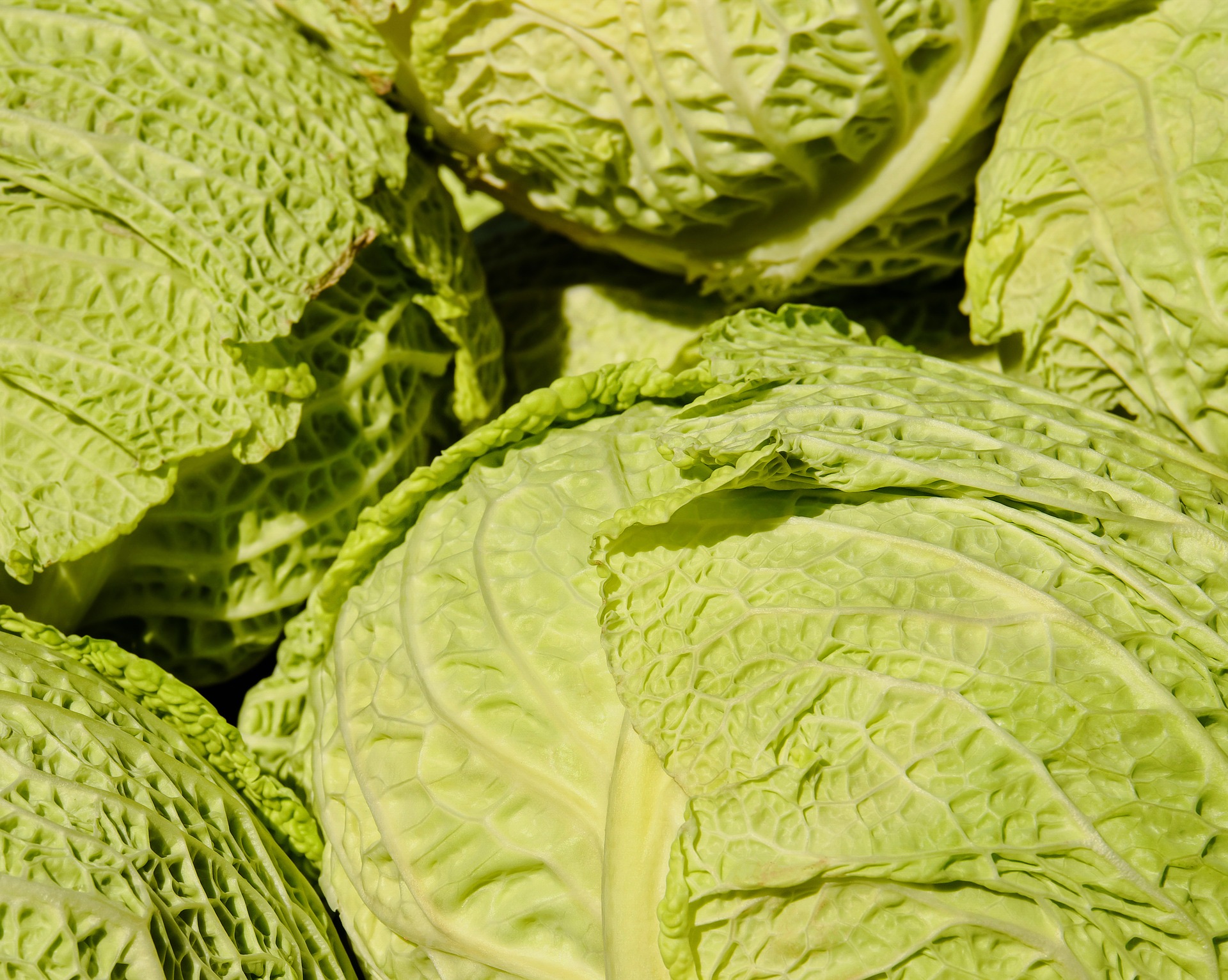 Cabbage and Its Benefits for Health