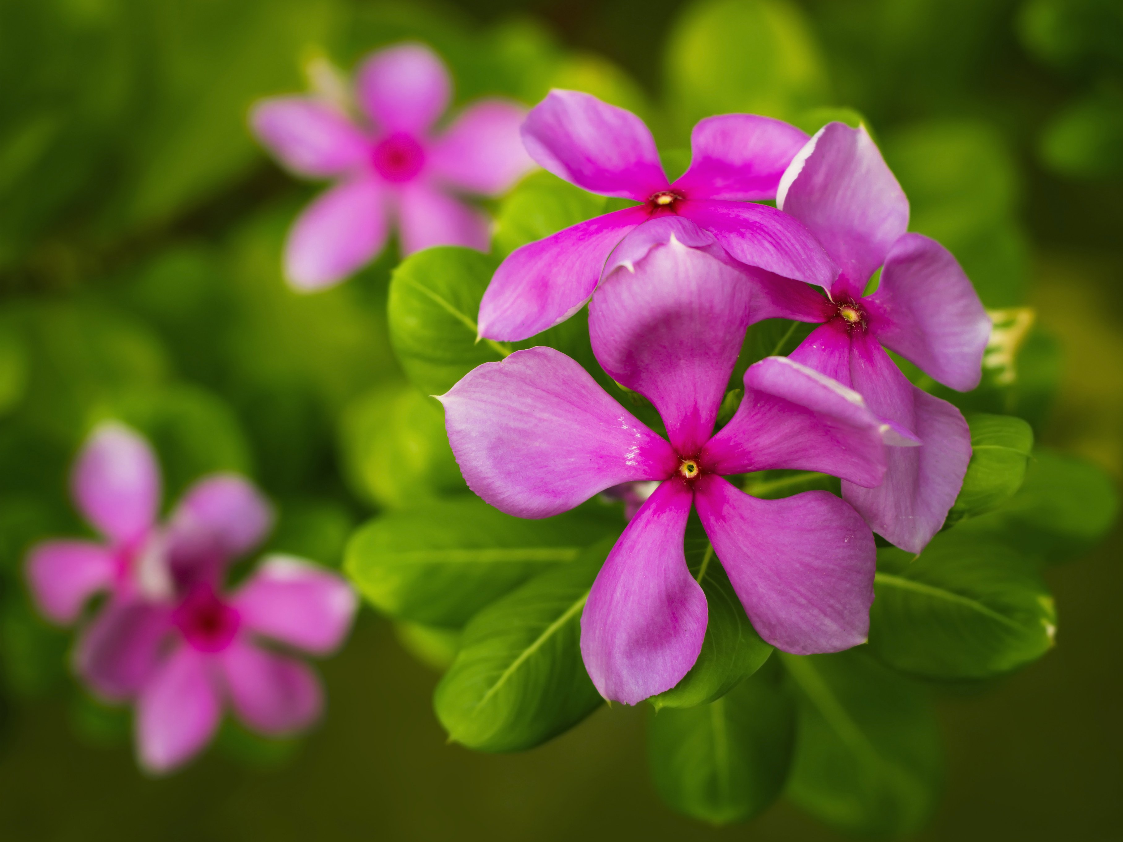 Madagascar Periwinkle and Its Benefits Against Cancer