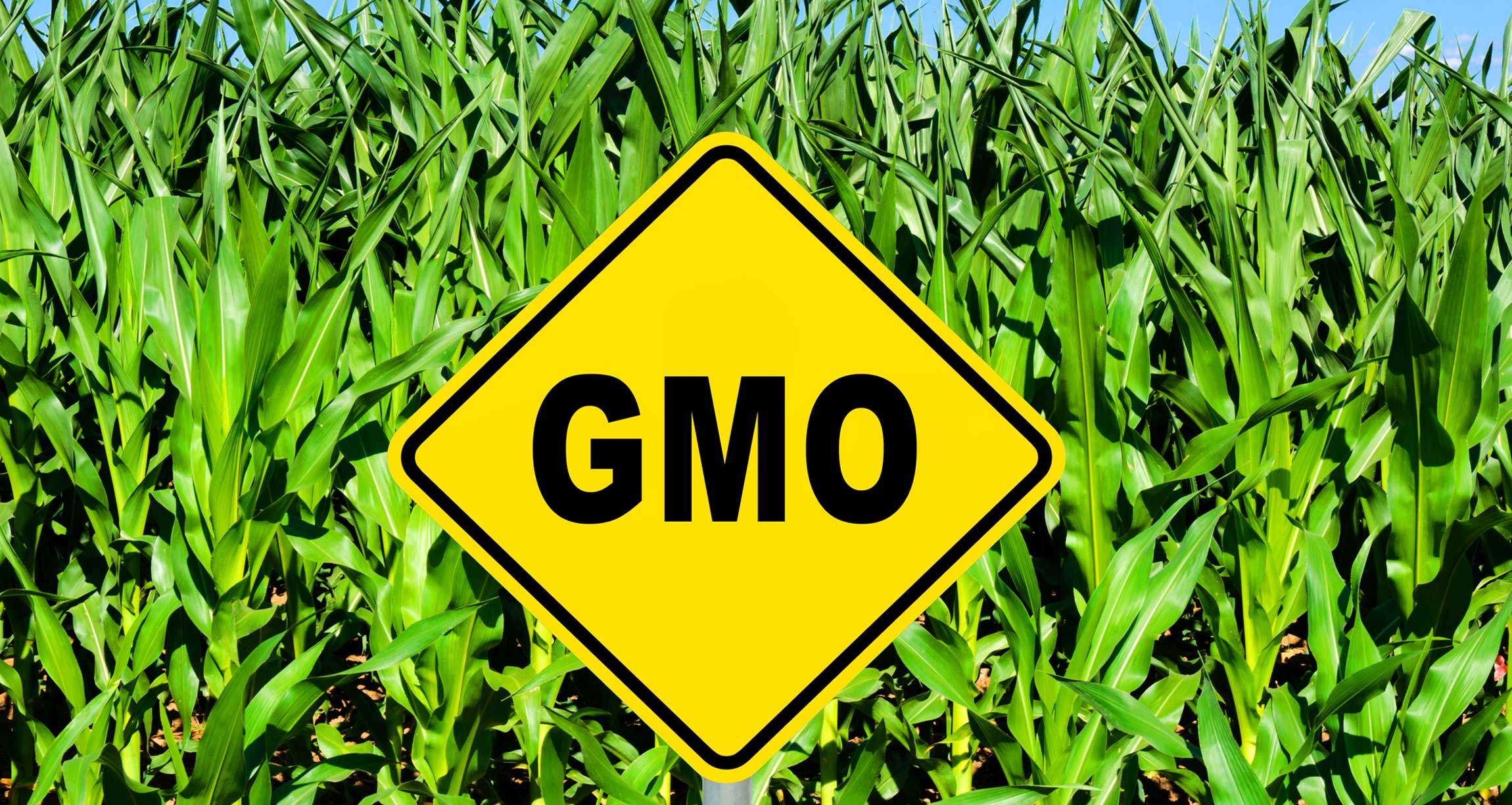 About Genetically Modified Organism (GMO)