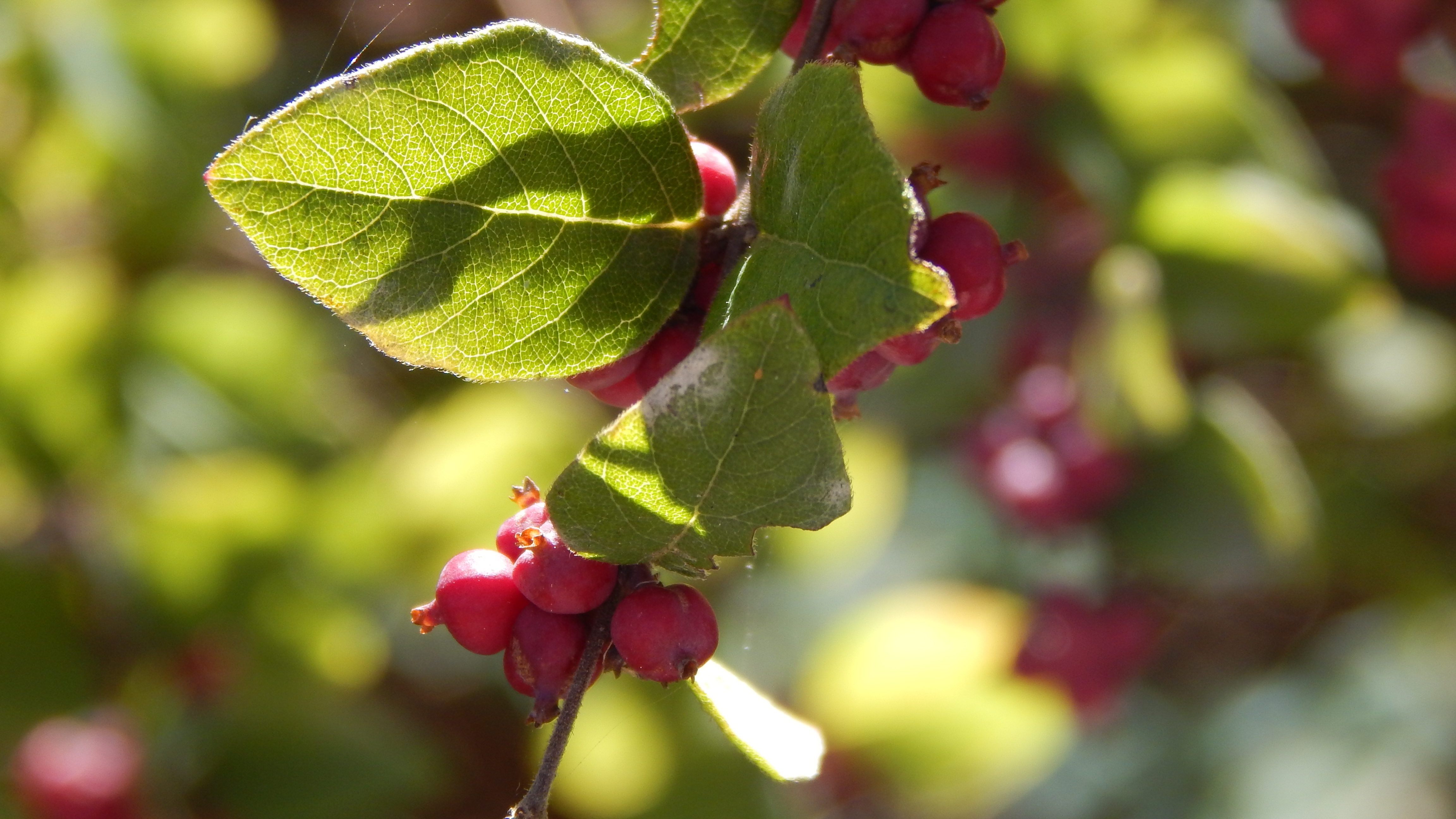 Senyawa pada tanaman coralberry bantu perangi kanker mata