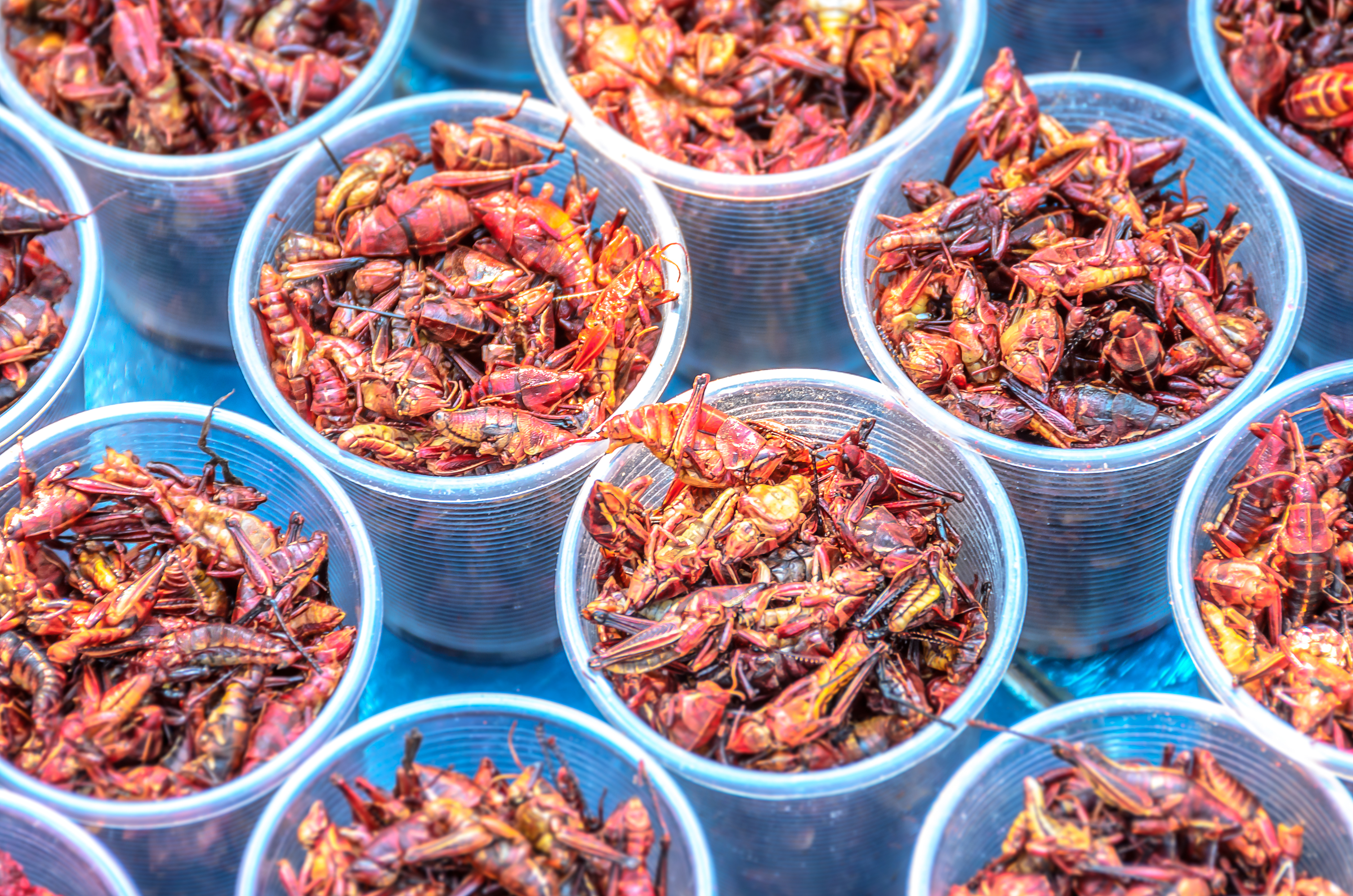 Insects as nutritious foods