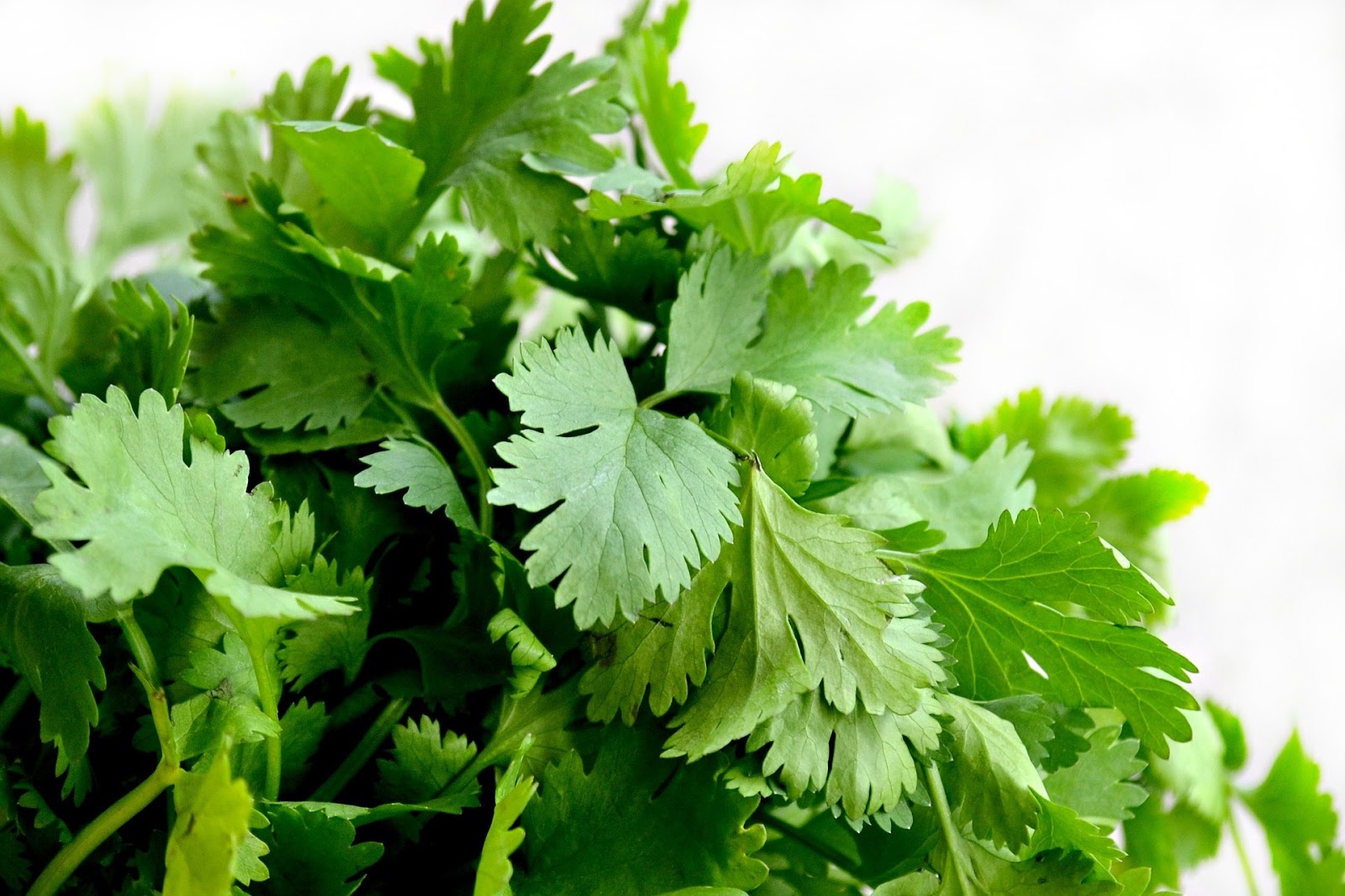 Coriander leaves as an anticonvulsant