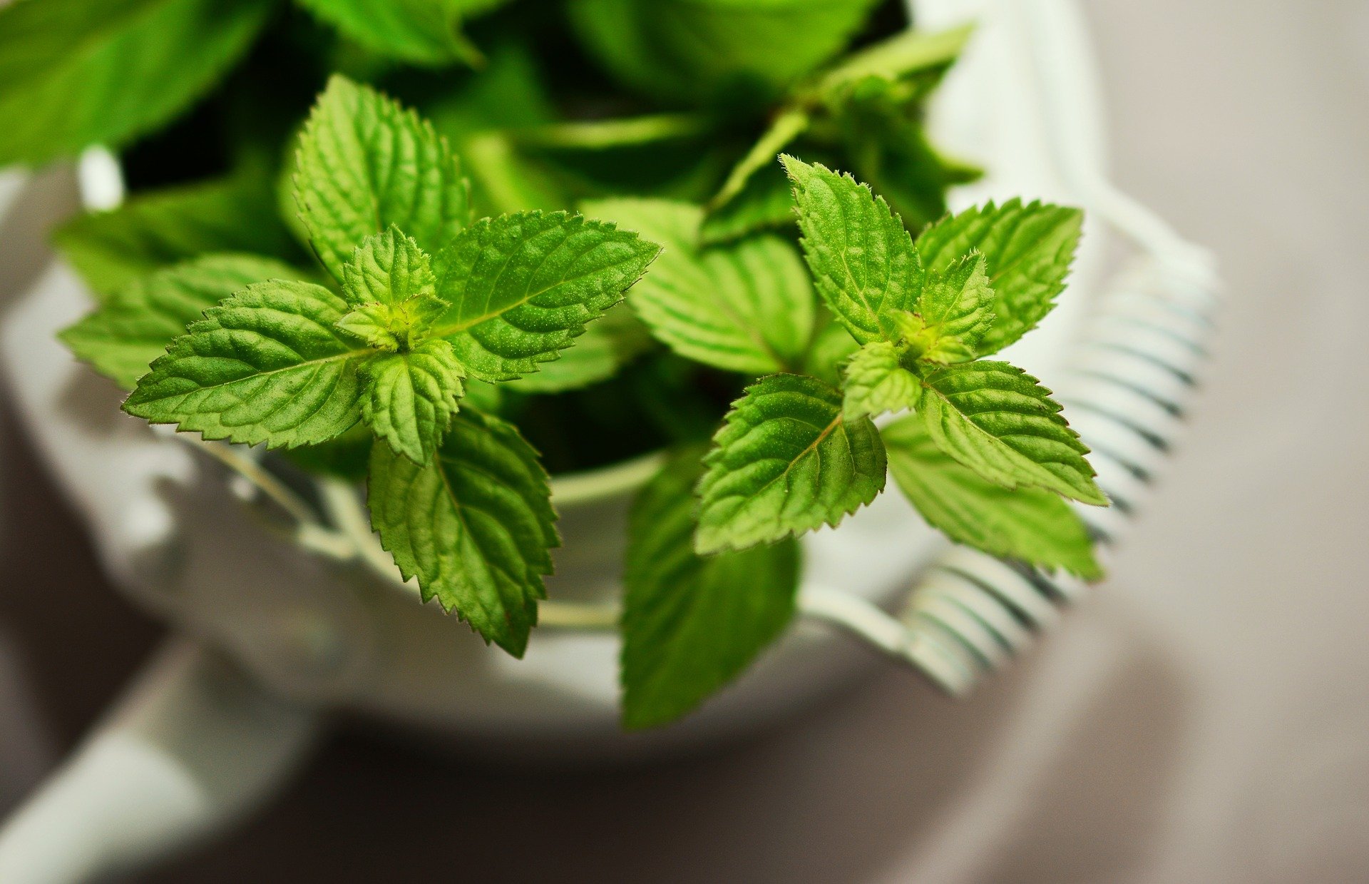 Health benefits of mint leaves