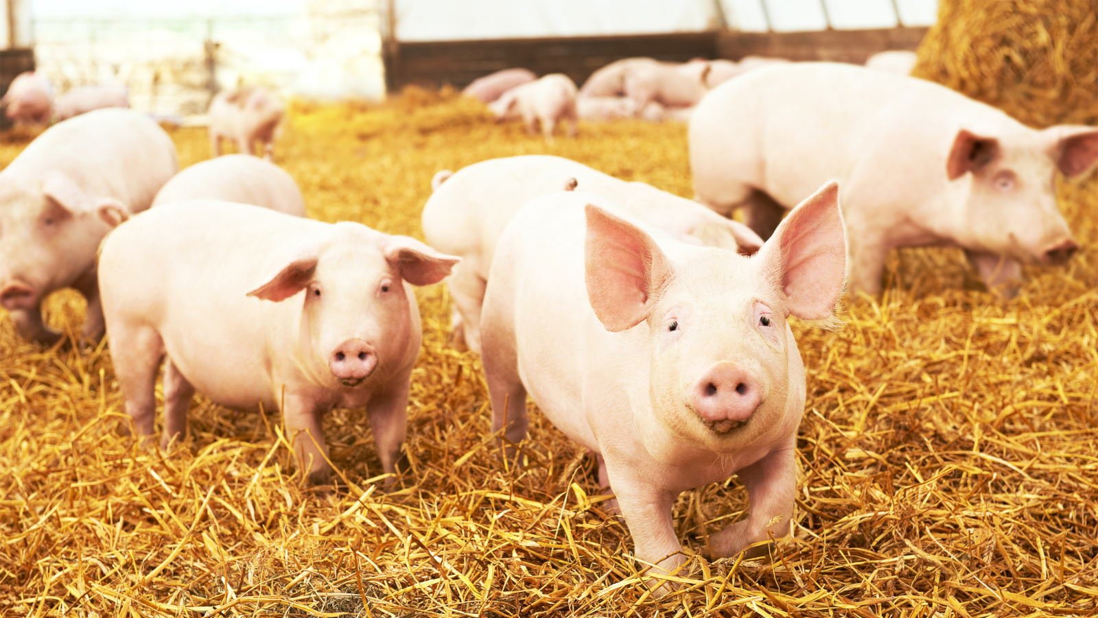 Waspada, virus flu babi bisa jadi pandemi selanjutnya!