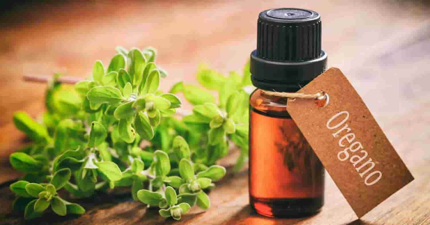 Benefits of oregano oil for your body