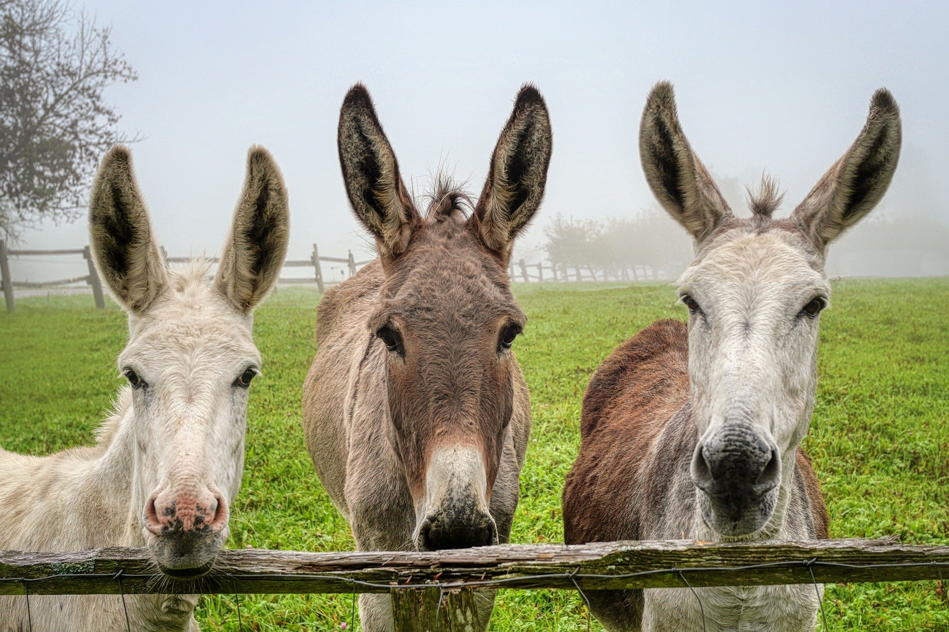The benefits of donkey milk Nutrition and health benefits